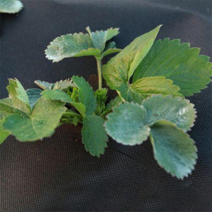 공장 공급 블랙 100% PP 안티 UV 무거운 의무 회전 본드 재료 친수성 부직포 잡초 제어 잡초 매트 정원 양털 - Product Image 2