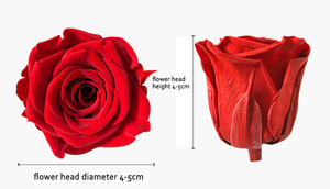 Roses immortelles, 8/lot, fleur <span class=keywords><strong>immortel</strong></span>, plantes conservées, pour la tête - Product Image 6