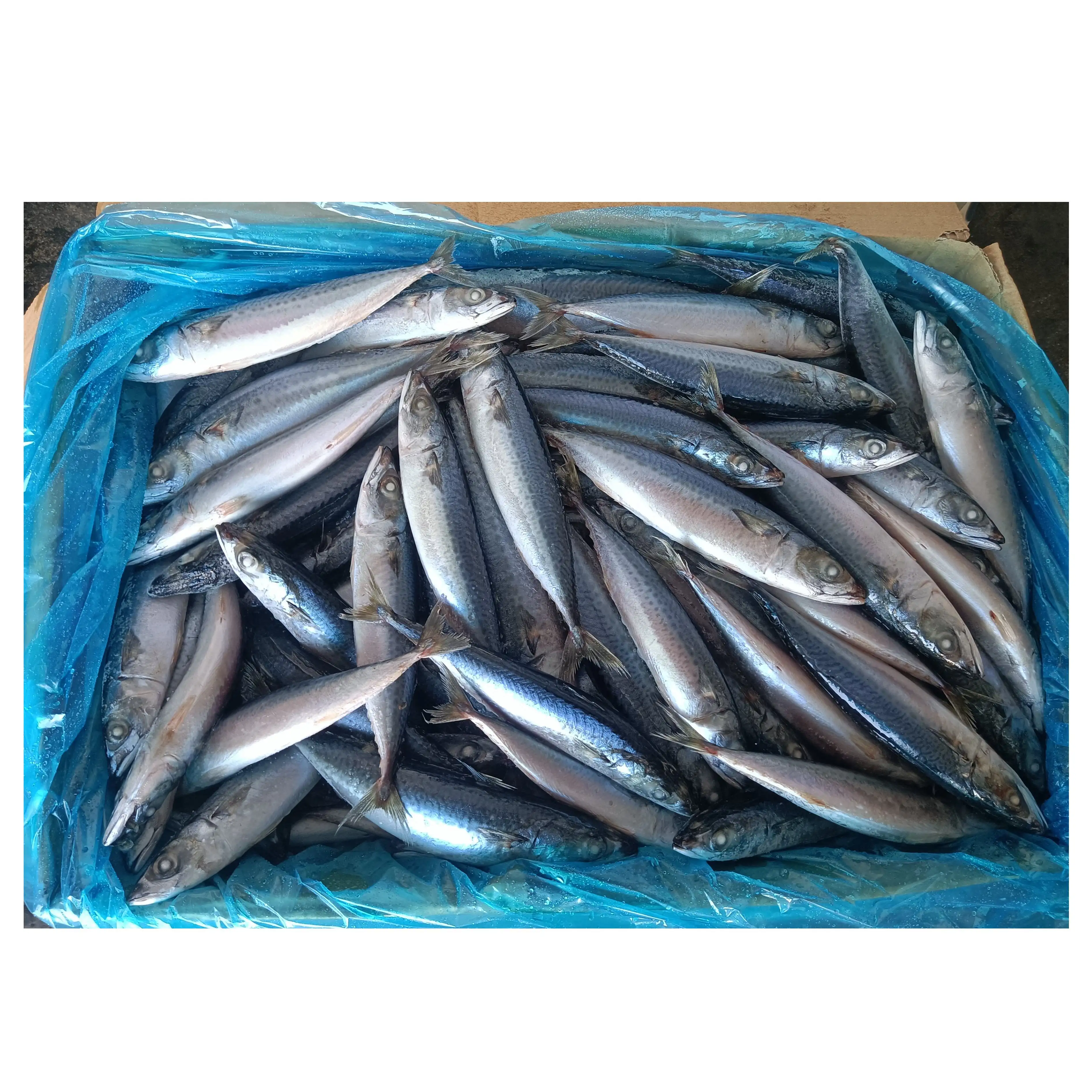 X108 sea frozen pacific mackerel 100-120g BQF manufacturer high quality scomber japonicus pacific mackerel fish