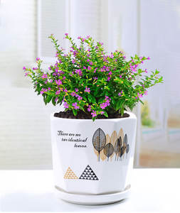 <span class=keywords><strong>Pot</strong></span> <span class=keywords><strong>de</strong></span> fleurs en céramique créatif minimaliste nordique avec soucoupe, grands pots <span class=keywords><strong>de</strong></span> jardinière émaillés pour plantes d'intérieur décoratives <span class=keywords><strong>de</strong></span> bureau à domicile - Product Image 5