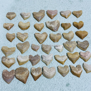 Fossile de dent de requin Squalicorax naturel du Maroc de 2-3 cm pour cadeau, fabrication de bijoux, pendentif, collection - Product Image 2