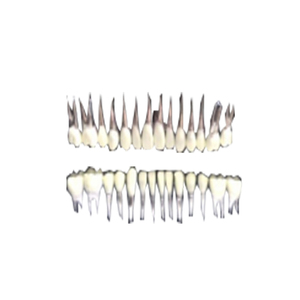 Model gigi ortodontik praktis, pengganti gigi untuk UM-S2B - Product Image 4