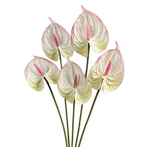 Flor Artificial de Anthium Impresa en 3D con Tacto <span class=keywords><strong>Real</strong></span>, Lirio Rojo Flamenco, Loto Guanyin Blanco para Decoración del Hogar y Accesorios de Boda - Product Image 5