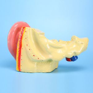 Modelo de anatomía del oído (ampliación 6x) J33212 Equipo para experimentos biológicos Instrumentos de enseñanza para escuelas secundarias - Product Image 1