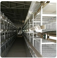 Offre Spéciale Prix Usine : Équipement Avicole Type H – Cage à Poulets de Chair et de Poules Pondeuses, Système d'Élevage Complet