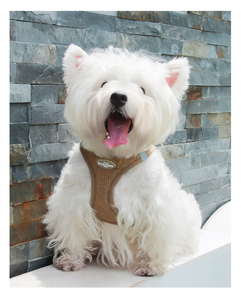 <strong>Cat</strong> Dog <strong>Harness</strong> Adjustable Vest Walking Lead Leash for Puppy Designer Dogs Collar Polyester Mesh <strong>Harness</strong> for Small Medium Dog - Product Image 6