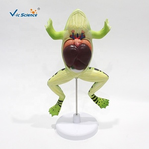 Modelo de Disección de Rana Ampliado 2 Veces, 5 Partes, PVC, <span class=keywords><strong>para</strong></span> Recursos de Enseñanza de Zoología, CE ISO ROHS CNAS - Product Image 3