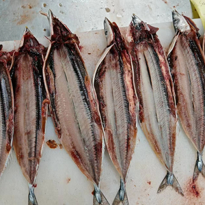 Poisson frais congelé Pacific Saury Cololabis Saria sauvage pêché en haute mer - Product Image 3