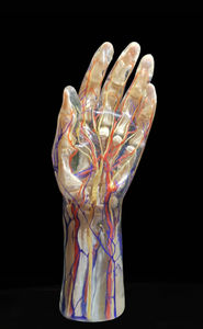 Con người tay mạch máu và dây thần kinh mô hình 3D in ấn mô hình cuộc sống kích thước cho nghiên cứu y tế và giảng dạy - Product Image 2