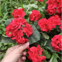 Fleurs artificielles en soie Hibiscus et Géranium très vendues pour la décoration de la maison, du salon et des mariages