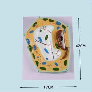 Modèles de cellules animales et végétales Structures microscopiques Biologie Enseignement à l'école SIDA Apprentissage par les élèves Modèles de démonstration - Product Image 3
