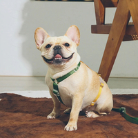 Harnais pour chien Sunraymascota, fabricant de harnais pour chien, harnais pour chien facile à enfiler, personnalisable et réglable, harnais pour chien classique en nylon.