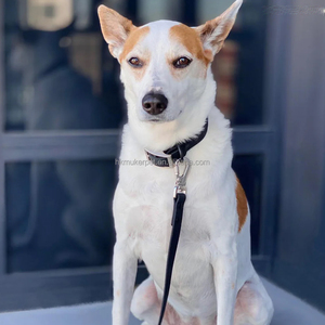 Correa y Collar para Perro de Lujo Personalizada Indie Blue, de PVC Recubierto, Resistente, Impermeable, con Hebilla de Seguridad, Diseño Táctico y Suave - Product Image 5