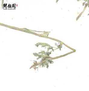 Kaiyange bán buôn giá tốt nhất khô Primula veris/Primula veris linn. extract bột túi trà OEM huanghua jiu lun cao lá trà