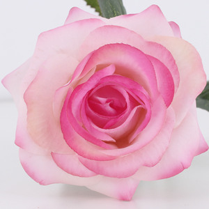 Roses en soie tactiles réalistes faites à la main <span class=keywords><strong>Ted</strong></span> Baker Pétales de fleurs passion Décoration de mariage Fleurs artificielles Utilisation murale - Product Image 6