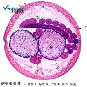 Parasitology, animal tissues, transverse section of female Ascaris lumbricoides, biological <b>microscope</b>, teaching slides. - Product Image 5