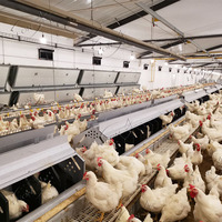 Système d'élevage au sol automatique de haute qualité pour volailles reproductrices - Équipement d'élevage pour reproducteurs