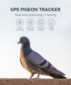 Anilla GPS para Palomas, Sistema de <span class=keywords><strong>Rastreo</strong></span> de Posición Global, Etiqueta de <span class=keywords><strong>Rastreo</strong></span> GPS para Palomas, Anillo GPS para Palomas, Uso en Aves - Product Image 2