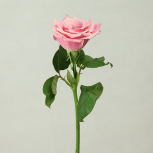 Fleurs fraîches coupées : <span class=keywords><strong>Jasmin</strong></span>, Rose, Chrysanthème en bouquet – Décoration florale saisonnière pour fleuriste et arrangements floraux - Product Image 2