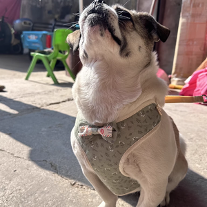 ชุดสายจูงและเสื้อกั๊กสำหรับสุนัขพันธุ์<span class=keywords><strong>ชิ</strong></span><span class=keywords><strong>วา</strong></span><span class=keywords><strong>วา</strong></span> <span class=keywords><strong>ราคา</strong></span>ประหยัด ปรับขนาดได้ สำหรับสุนัขพันธุ์เล็ก พินเชอร์ ยอร์กเชียร์ สายจูงสัตว์เลี้ยง - Product Image 2