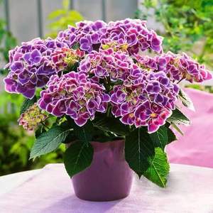 Plántulas de Hortensia, Variedad Endless Summer, Fáciles de Cultivar, <span class=keywords><strong>Plantas</strong></span> en Maceta de un Galón, Florescen en las Cuatro Estaciones, <span class=keywords><strong>Resistentes</strong></span> - Product Image 2