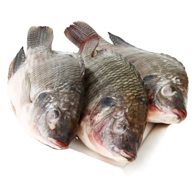 Tilapia congelada, proveedor de pescado fresco a precio barato, tilapia congelada a la venta