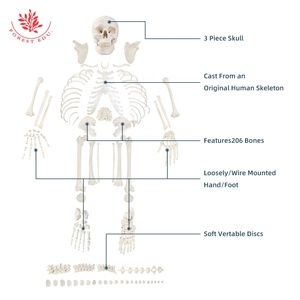 <span class=keywords><strong>Huesos</strong></span> dispersos con Calavera, <span class=keywords><strong>cuerpo</strong></span> <span class=keywords><strong>humano</strong></span> completo, Material <span class=keywords><strong>de</strong></span> PVC <span class=keywords><strong>de</strong></span> alta calidad, 206 Uds., esqueleto desarticulado - Product Image 5