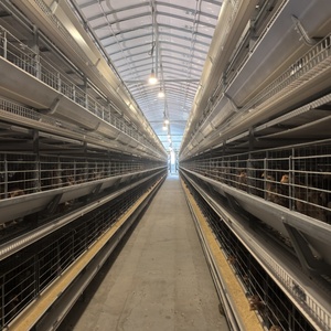 Équipement de ferme avicole de ponte de poulet automatique de type H nouvel état Cages pour animaux de poulet oeuf bon pour les <span class=keywords><strong>oiseaux</strong></span> de <span class=keywords><strong>cage</strong></span> de poussin d'un jour - Product Image 3
