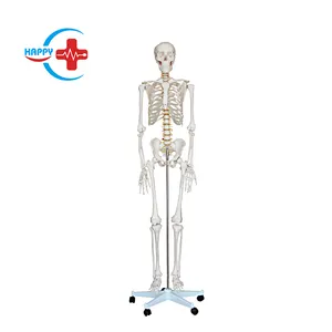 HC-S201 真人大小的人体骨骼模型 180厘米 cm 医用医学解剖教学
