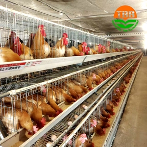 <span class=keywords><strong>Cage</strong></span> de type a en acier galvanisé antirouille pour poules 1000 Poulets Ferme avicole Cages automatique pour poules <span class=keywords><strong>Cage</strong></span> pour poules pondeuses Batterie pour poules - Product Image 2