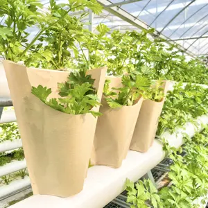 Pabrik menyesuaikan hidroponik hidup Basil selada sayuran segar rempah kemasan daur ulang Lengan