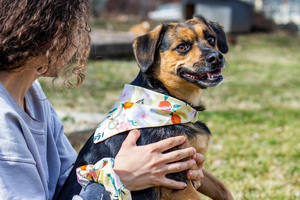 وشاح رأس للكلب والحيوانات الأليفة بطبقتين مطبوع حسب الطلب من القطن بنسبة 100% مجموعة من الأوشحة - Product Image 3