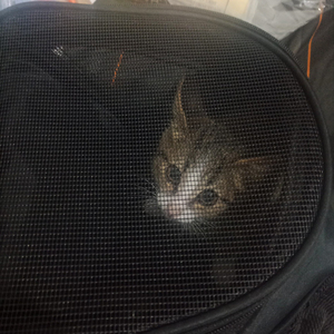 Mochila Transportadora para <span class=keywords><strong>Gatos</strong></span>, para Viajes al Aire Libre, Transpirable, Ecológica, de Cuero y Nailon, Estilo Casual, con Cierre de Cremallera - Product Image 5