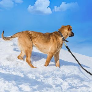 Heavy Duty Pet Walking Training <b>Leads</b> Brown Braided <b>Strong</b> Real Leather <b>Dog</b> Leash - Product Image 2