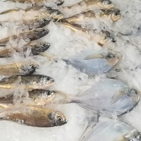 Fabricante Chino Haiyue, Máquina de Hielo en Escamas de 15 y 20 Toneladas, Máquina Industrial de Hielo en Escamas, Máquina Comercial de Hielo en Escamas con Certificación CE