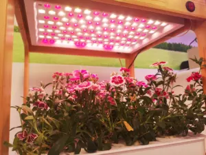 Grow /plant LEDS High Bright Epileds Sanan Chip 615nm 620nm 625nm 0.1W 2835 LED rosso