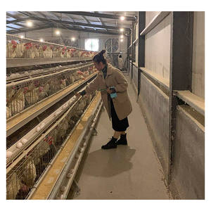 Allevamento di pollame moderno zincato A caldo di tipo A 3-96 30k-100k presso l'azienda agricola A strati d'angora - Product Image 2