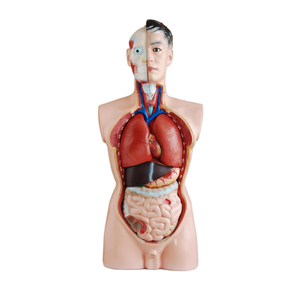 Enseñanza anatómica 85CM Torso masculino 19 partes y 26CM Torso 15 Partes para enseñar y aprender modelo de anatomía cuerpo humano - Product Image 2