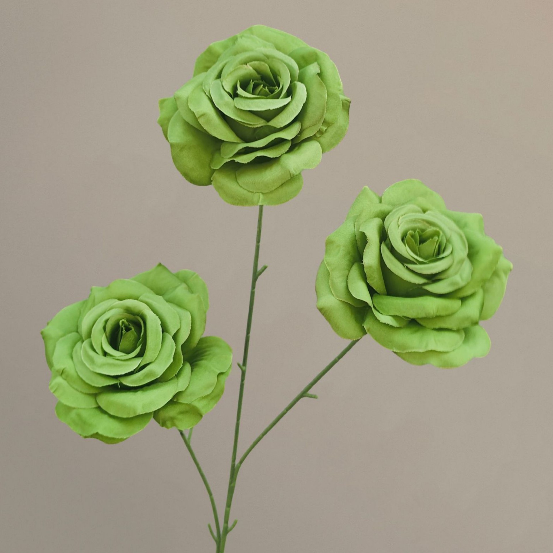 Menthe