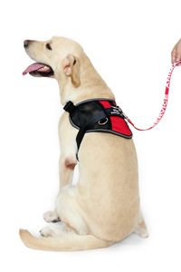 <span class=keywords><strong>Chaleco</strong></span> de nailon transpirable <span class=keywords><strong>para</strong></span> <span class=keywords><strong>perros</strong></span> de servicio <span class=keywords><strong>para</strong></span> animales de apoyo <span class=keywords><strong>emocional</strong></span> pequeños y grandes Parches y arnés extraíbles - Product Image 5
