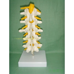 Five-segment lumbar vertebra model, spinal model, spinal girdles, intervertebral <b>discs</b>, nerve model, skeleton, thoracic - Product Image 3