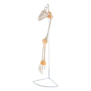 Human <strong>Arm</strong> <strong>Skeletal</strong> Model Shoulder Elbow Hand Joint with Ligament 1:1 Upper Limb Bone Simulation Specimen Medical Teaching Aid - Product Image 1