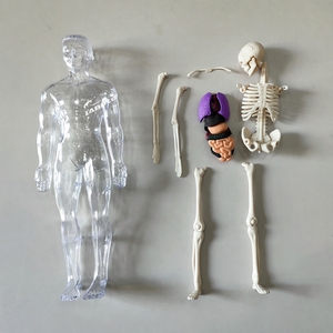 Mini Modelo de Torso para Enseñanza, <span class=keywords><strong>Cuerpo</strong></span> <span class=keywords><strong>Humano</strong></span> Anatómico de 32 cm, Juguete Educativo Musculoesquelético para Niños, Modelo 3D Biomédico <span class=keywords><strong>Desmontable</strong></span> - Product Image 6