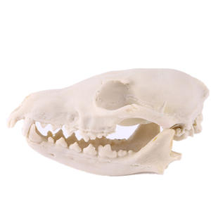 Tête <span class=keywords><strong>de</strong></span> crâne <span class=keywords><strong>de</strong></span> renard artisanat en résine SKE04 modèle <span class=keywords><strong>de</strong></span> crâne d'animal <span class=keywords><strong>de</strong></span> haute qualité pour la décoration <span class=keywords><strong>de</strong></span> la chambre - Product Image 6