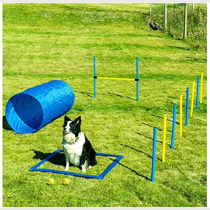 Équipement <span class=keywords><strong>de</strong></span> formation d'agilité <span class=keywords><strong>de</strong></span> chien <span class=keywords><strong>de</strong></span> compagnie <span class=keywords><strong>de</strong></span> saut d'obstacle en plastique plié pour le <span class=keywords><strong>cours</strong></span> <span class=keywords><strong>de</strong></span> jeux en plein air - Product Image 3