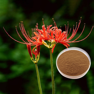 Poudre d'extrait de <span class=keywords><strong>Lycoris</strong></span> Radiata (Lys araignée <span class=keywords><strong>rouge</strong></span>) naturelle en vrac 10:1 - Product Image 2