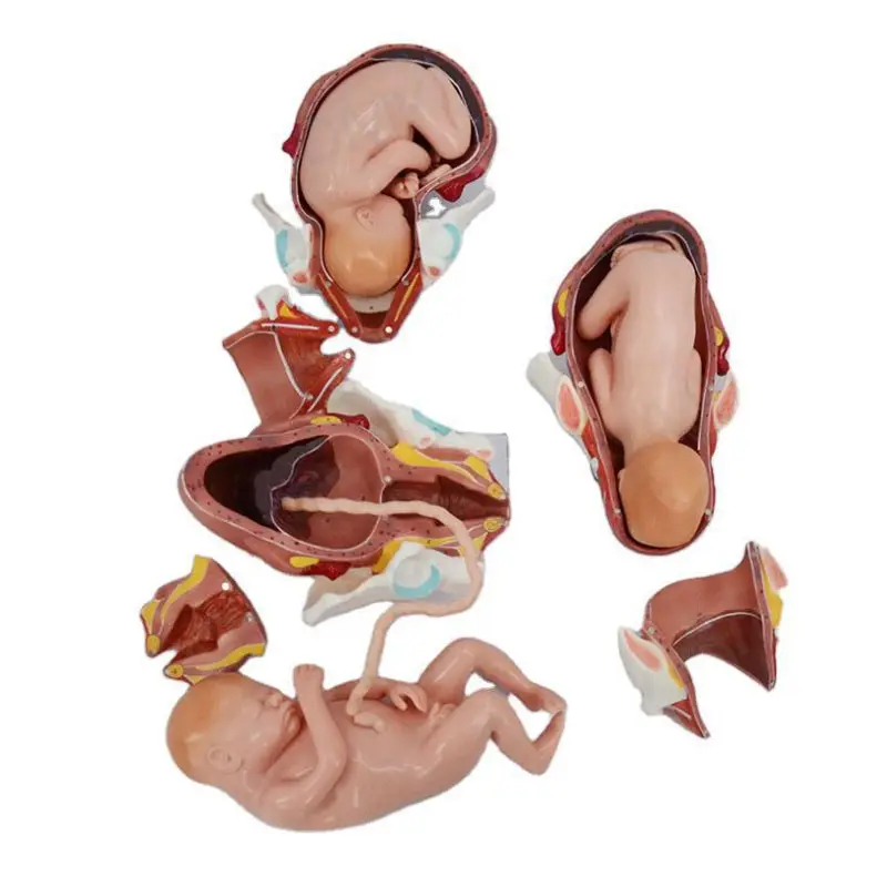 Gynecology model birth simulator childbirth skills training simulator