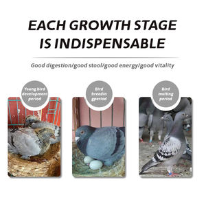 Fabrika doğrudan satış güvercin Pet sağlık takviyeleri sağlıklı ortak takviyesi yüksek kaliteli yarış güvercin vitamini takviyesi - Product Image 3