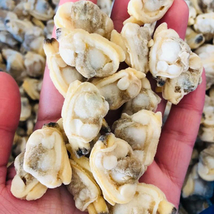 Almejas Bebé Cocidas Congeladas de Cuello Corto IQF para Pasta y Paella, Venta al por Mayor a Granel 10kg - Product Image 1