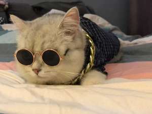 Venta al por mayor perros gatos mascotas gafas de sol creativas de moda de lujo cristal fotografía estudio Props Navidad - Product Image 3